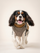 Colete Tweed - Marrom