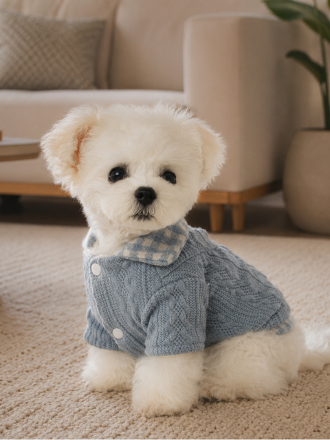 Cachorro branco vestindo cardigã tricot azul Pipet