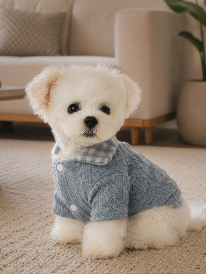 Cachorro branco vestindo cardigã tricot azul Pipet