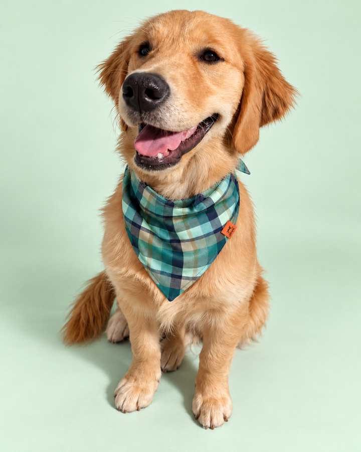 Golden retriever com Bandana Pet Pipet Forest xadrez verde